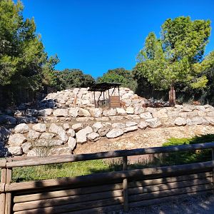 Barbary Sheep Exhibit