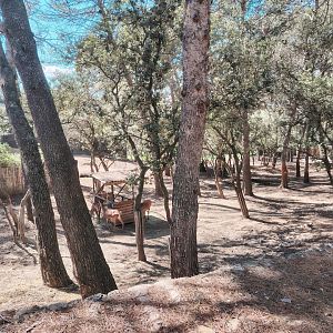Common Red Deer Exhibit