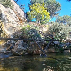 Crab-eating macaque Exhibit