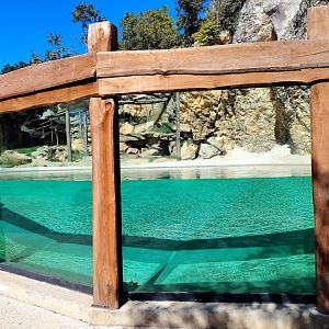 Binturong & Asian small-clawed Otter Exhibit