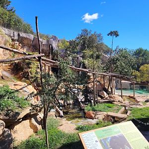 Binturong & Asian small-clawed Otter Exhibit