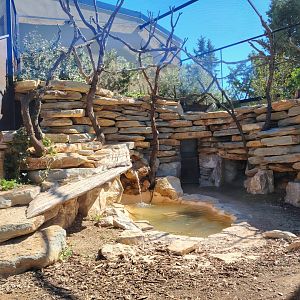 Komodo Dragon Outdoor Exhibit