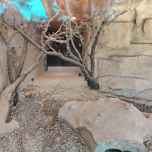 Komodo Dragon Indoor Exhibit