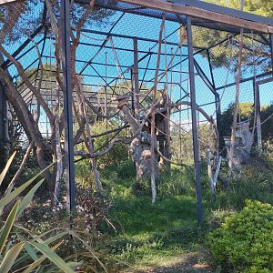 Yellow-cheeked Gibbon Exhibit