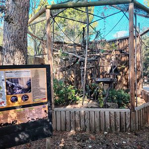 Common Marmoset Exhibit