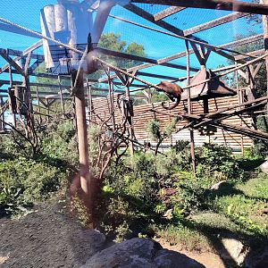 Tufted Capuchin Exhibit