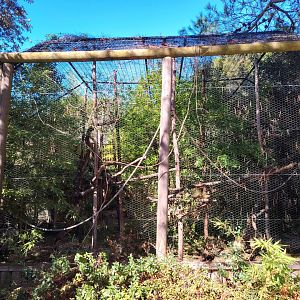 Cotton-top Tamarin Exhibit