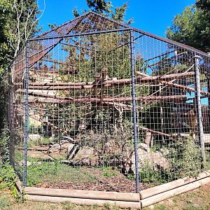 De Brazza's Monkey old Exhibit