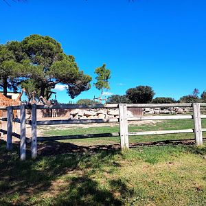 Kordofan Giraffe Exhibit