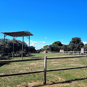 Kordofan Giraffe Exhibit