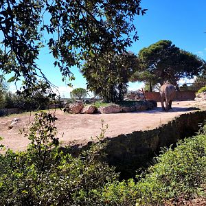 Asian Elephant old Exhibit