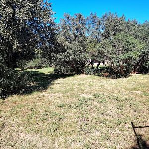 Second Striped Hyena Exhibit