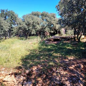 First Striped Hyena Exhibit