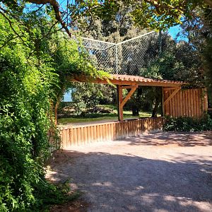 Eurasian Lynx Exhibit