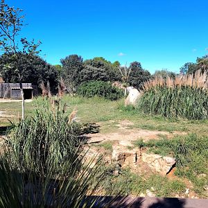 Giant Anteater & Greater Rhea