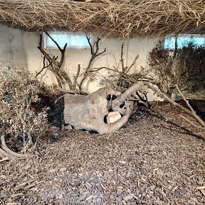 Bush Dog Indoor Exhibit
