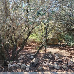 Collared Peccary Exhibit
