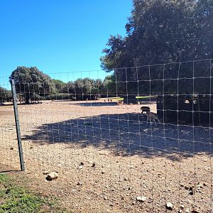 Blackbuck & Fallow Deer Exhibit