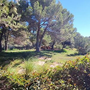 Eurasian Wolf Exhibit