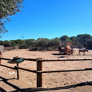 Dromadery & Donkey Exhibit