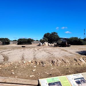 Domestic Yak, Racka Sheep and Fallow Deer Exhibit
