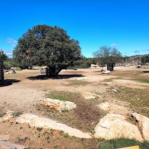 Somali Wild Ass , Scimitar Oryx & Ankole Cattle Exhibit