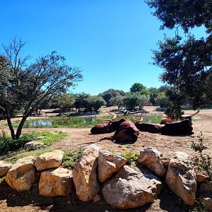 Somali Wild Ass , Scimitar Oryx & Ankole Cattle Exhibit