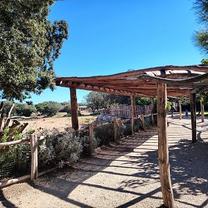Somali Wild Ass , Scimitar Oryx & Ankole Cattle Exhibit