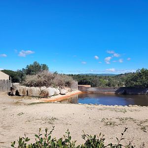 Common Hippopotamus old Exhibit