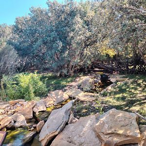 Second Southern Cassowary Exhibit