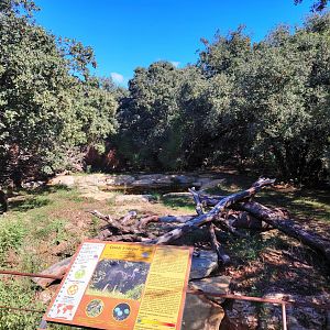 First Southern Cassowary Exhibit