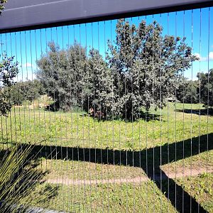 South African Cheetah Exhibit