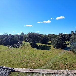 South African Cheetah Exhibit