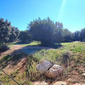 Cuvier's Gazelle & Ostrich Exhibit