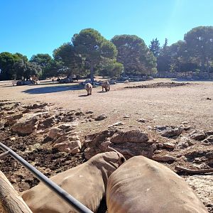 White Rhino, Blue Wildebeest and Beisa Exhibit