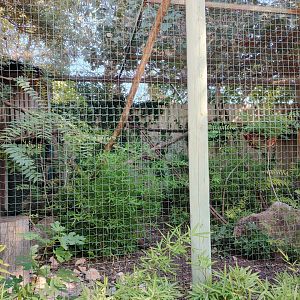 South American Coati Exhibit