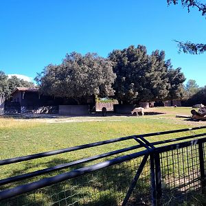 South American Tapir, Capybara & Alpaca Exhibit
