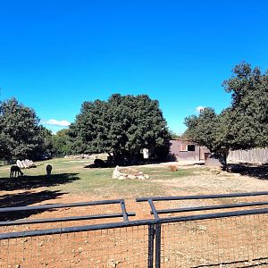 South American Tapir, Capybara & Alpaca Exhibit