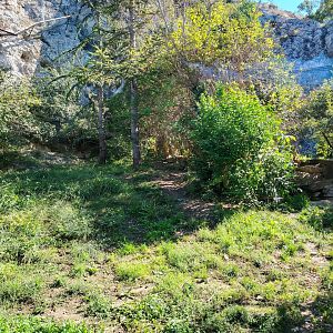 Sri Lankan Leopard Exhibit
