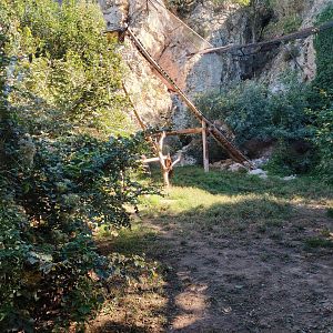 Sri Lankan Leopard Exhibit