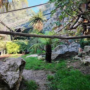 Great curassow Aviary