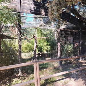 Blue-throated Macaw Aviary