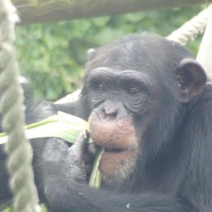 Chimps youngster “Velu” 14.8.23