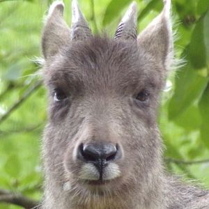 Chinese goral 14.8.23