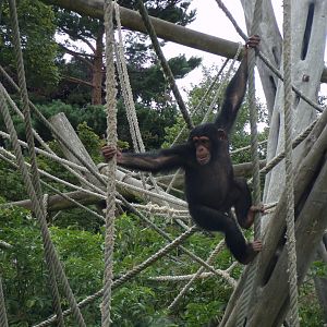 Chimpanzee youngster “Masindi” 14.8.23