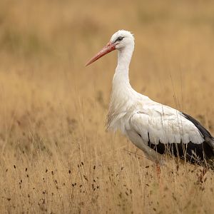 White stork : Watatunga : 22 Sep 2024