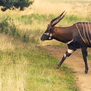 Eastern/Mountain bongo : Watatunga : 22 Sep 2024
