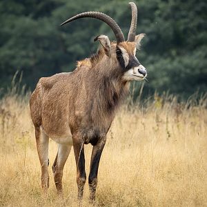 Roan antelope : Watatunga : 22 Sep 2024