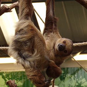 Two-toed sloth having a scratch 14.8.23