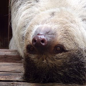 Linne’s two toed sloth 14.8.23